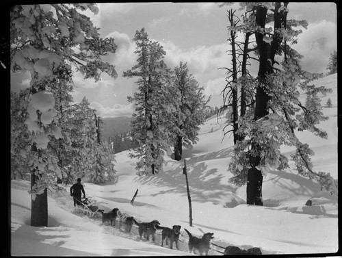 Jerry Dwyer's dog sled team pulling sled through forest