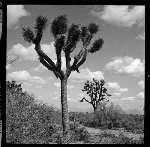 Bishop & Hoover tower line