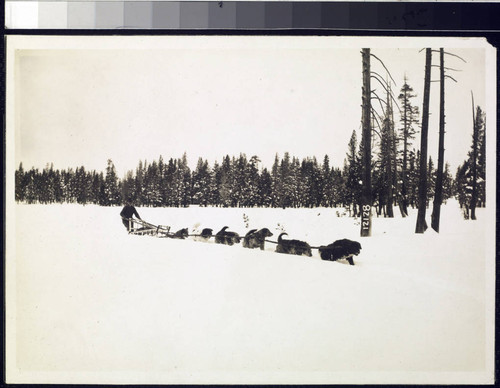 Big Creek Dog Teams - Jerry Dwyer & dog team