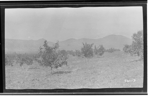 A landscape view of orchards in Tulare County