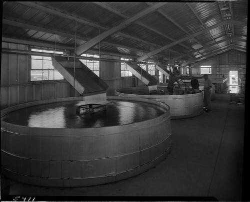 Men working around large round tanks in fish hatchery (?)