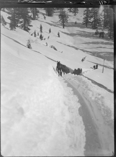 Mule teams pulling sleds up snowy path