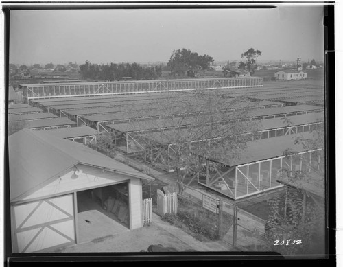 Chapman's Chinchilla Farm