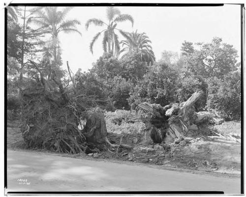 A1.4 - Natural Disasters - Wind damage in Orange County