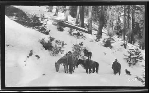 Three men and their horses on the trail from Kaweah to Wolverton