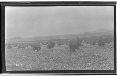 A landscape view of orchards in Tulare County