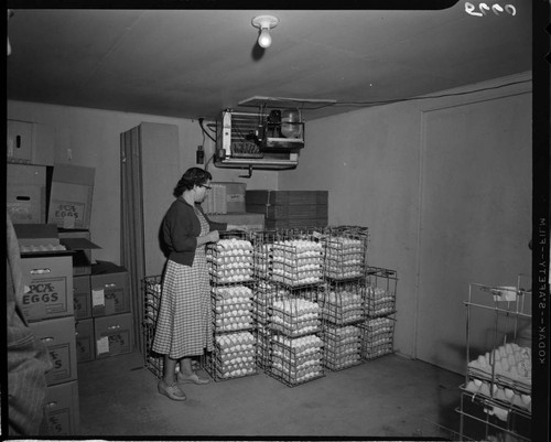 Crates of eggs in cold storage at PCA Eggs