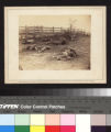 Confederate Soldiers, As they fell inside the fence on the Hagerstown Road, at the Battle of Antietam