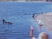 Central Park Early Landscape and Exterior of Central Library, Huntington Beach, 1976