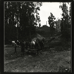 Workmen and horses clear a road behind the PG & E power station on Grosvenor Place in the Trestle Glen district of Oakland, California