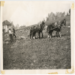 Workmen with horses plow land to create Rock Ridge Boulevard in Oakland, California