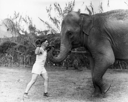 Man boxing elephant