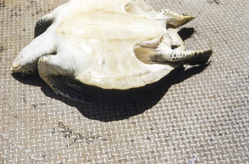 Sea Turtle Caught off Costa Rica 1 of 3