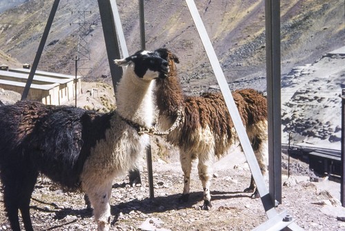 Llamas in Casapalca, Peru 4 of 4