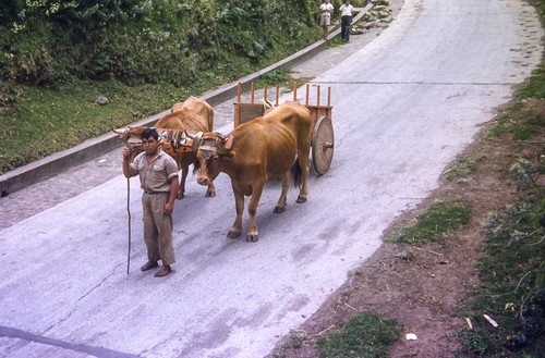 Famous Ox-Cart Gaily Painted