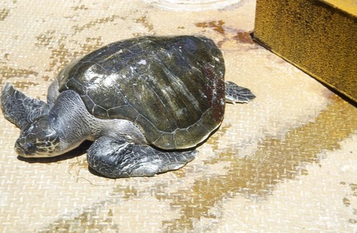 Sea Turtle Caught off Costa Rica 2 of 3