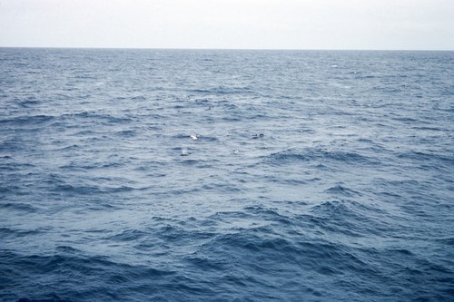 Pilot whales off Peru