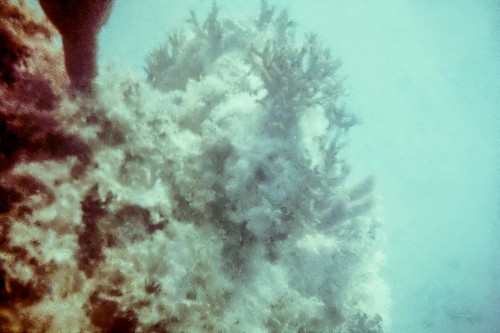 Underwater photograph of Arctic coral