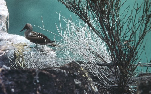 Shellback Expedition - Galapagos Islands - Isla Santa Cruz, Blue-footed Booby