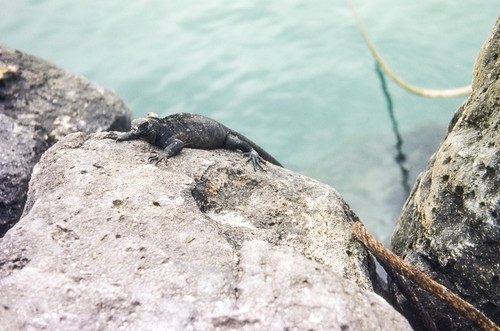 Shellback Expedition - Galapagos Islands - Isla Santa Cruz, Marine Iguana in Natural Habitat