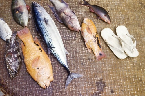 Shellback Expedition - Galapagos Islands - Fish Caught While Horizon At Anchor, Wreck Bay, Isla San Cristobal