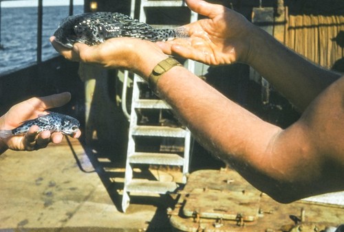 Shellback Expedition - Galapagos Islands - Porcupine Fish, a Pelagic Puffer Fish with Half-inch Spines