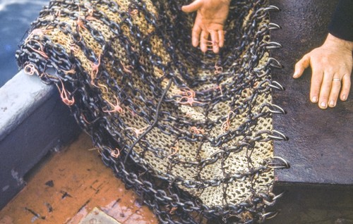 Brittle Stars caught in dredge net