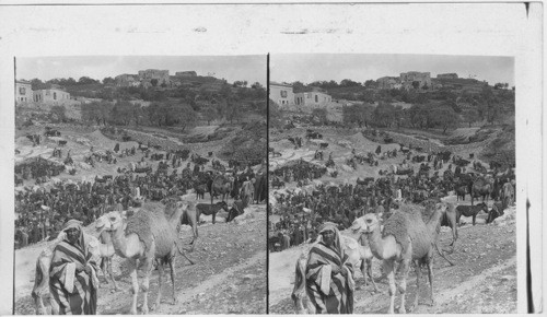 Traders in Camels, cattle and asses - Pools of Gihon, Jerusalem, Palestine