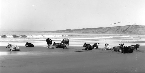 Dairy cattle on the beach, La Jolla