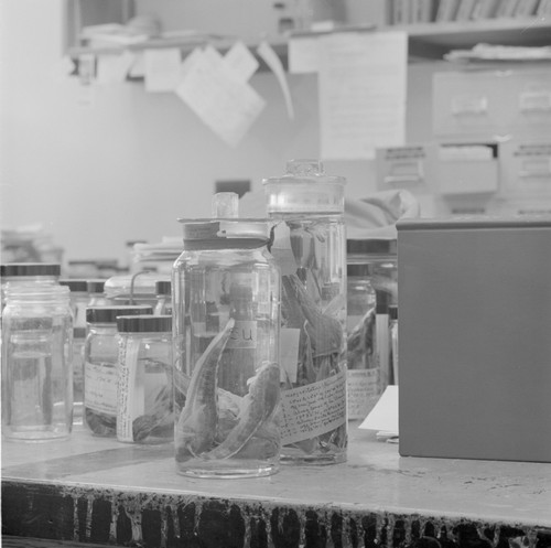 Speciman jars, Fish Collection laboratory