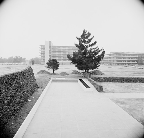 Boxed trees prepared for planting, Revelle College, UC San Diego