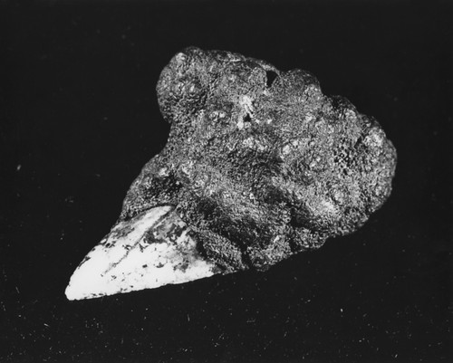 Shark tooth embedded in rock, collected by Roger Revelle on MidPac Expedition