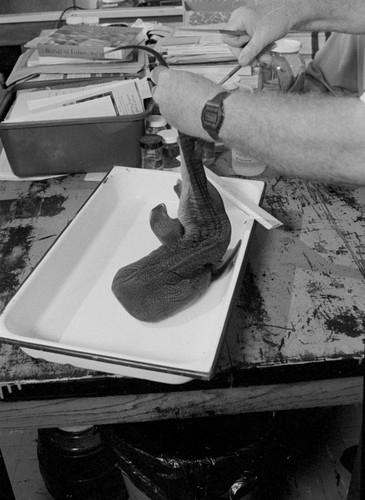 Richard H. Rosenblatt with juvenile whale shark in Fish Collection Laboratory