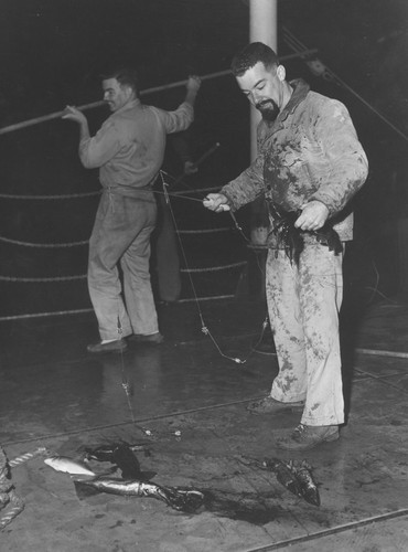 John McGowan with squid and Robert Gilkey (background) maneuvering dipnet, aboard the R/V Spencer F. Baird