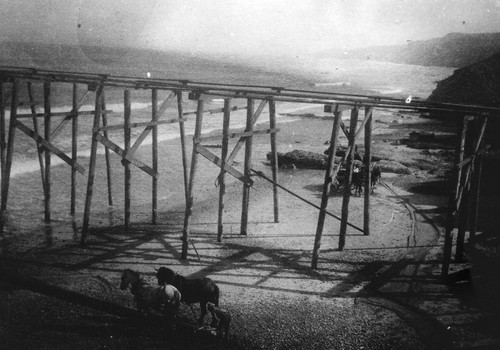 Construction of the Scripps Pier with a team of mules below, Scripps Institution of Oceanography