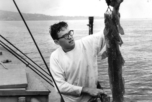 Michael Neushul checking the growth rate of kelp (Macrocystis)