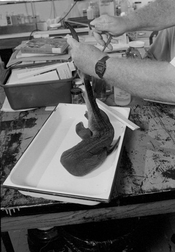 Richard H. Rosenblatt with juvenile whale shark in Fish Collection Laboratory