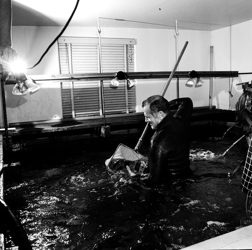 William L. Orris catching a leopard sharp in a holding tank, Scripps Institution of Oceanography