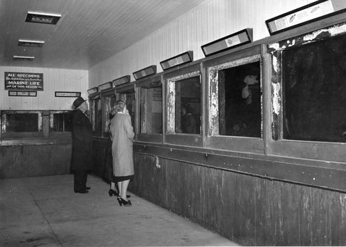 People looking at display tanks in the Scripps Aquarium