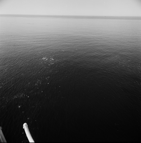 Aerial view of La Jolla kelp beds