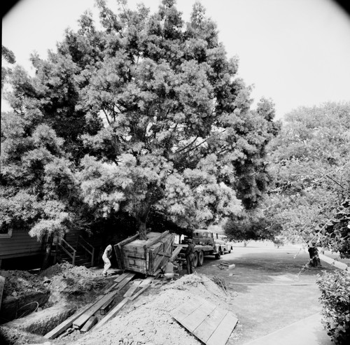 Boxed tree prepared for planting, UC San Diego