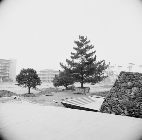 Boxed trees prepared for planting, Revelle College, UC San Diego