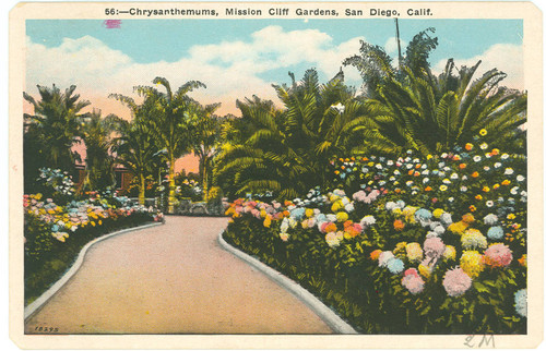 Chrysanthemums, Mission Cliff Gardens, San Diego, Calif