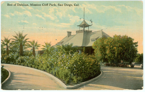 Bed of Dahlias, Mission Cliff Park, San Diego, Cal