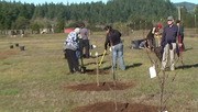 Ya-Ka-Ama Orchard Planting HDV