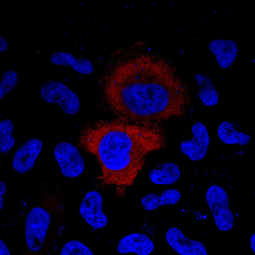 CIL: 54334, Homo sapiens, HeLa