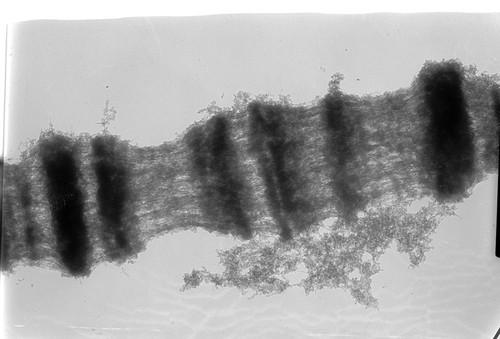 CIL:25394, Drosophila melanogaster, Salivary gland