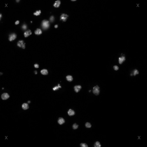 CIL:32135, Drosophila melanogaster, epithelial cell