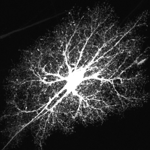 CIL:36358, Rattus norvegicus, astrocyte, astrocyte of the hippocampus