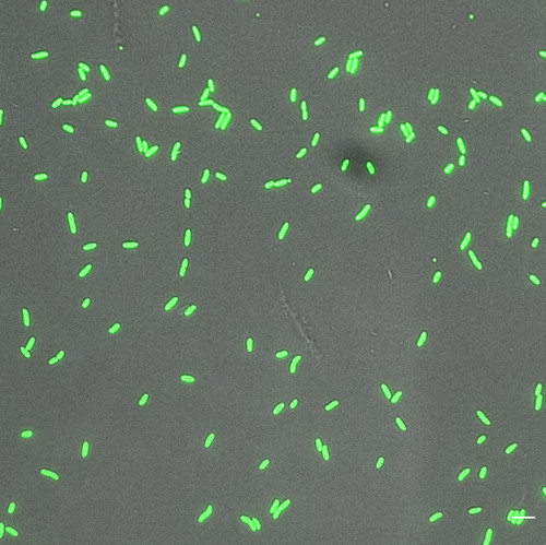 CIL: 54698, Bacteria E coli, MC1061